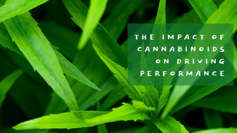 Impact of Cannabinoids on Driving Performance