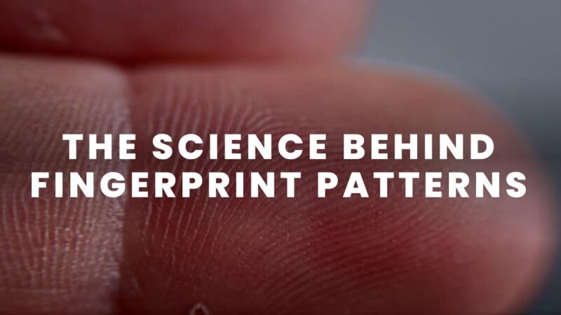 How Genetics Affect Fingerprint Patterns?