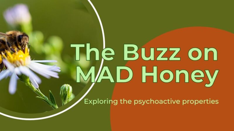 Psychoactive Properties of MAD Honey